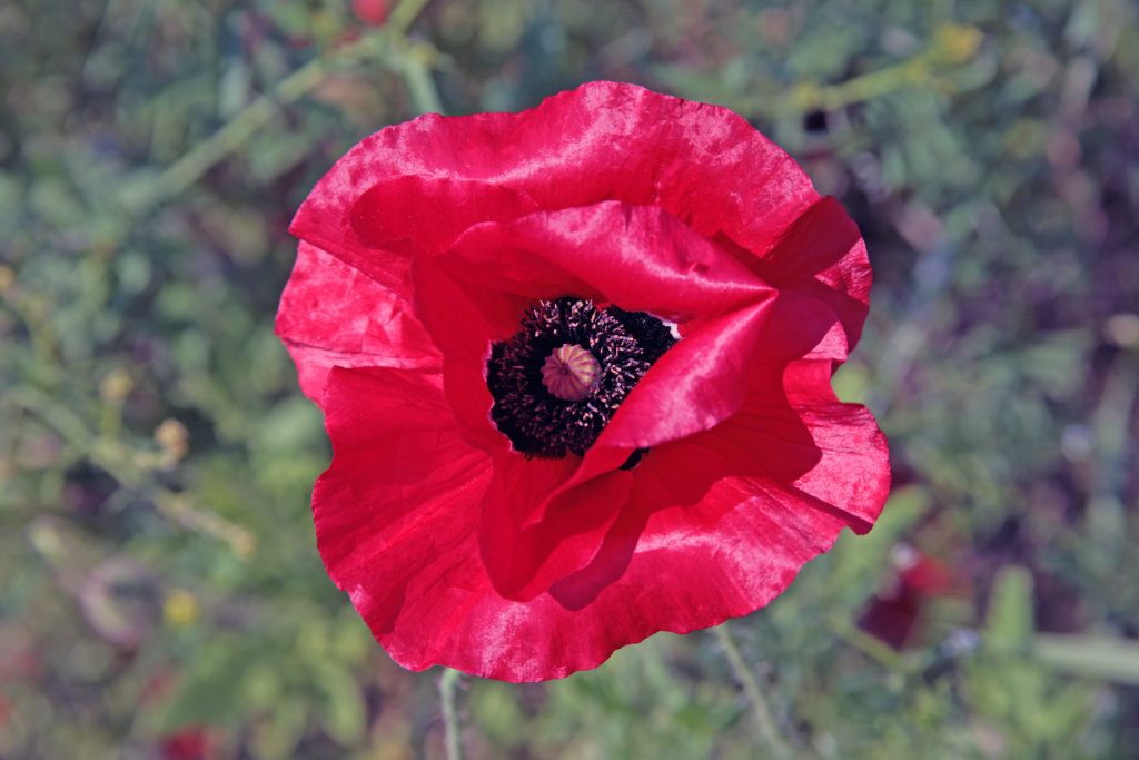Mohn Blüte