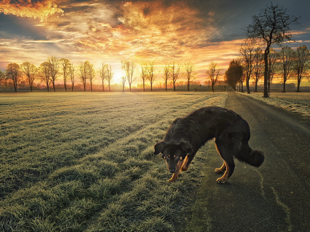 Sonnenaufgang mit Hund