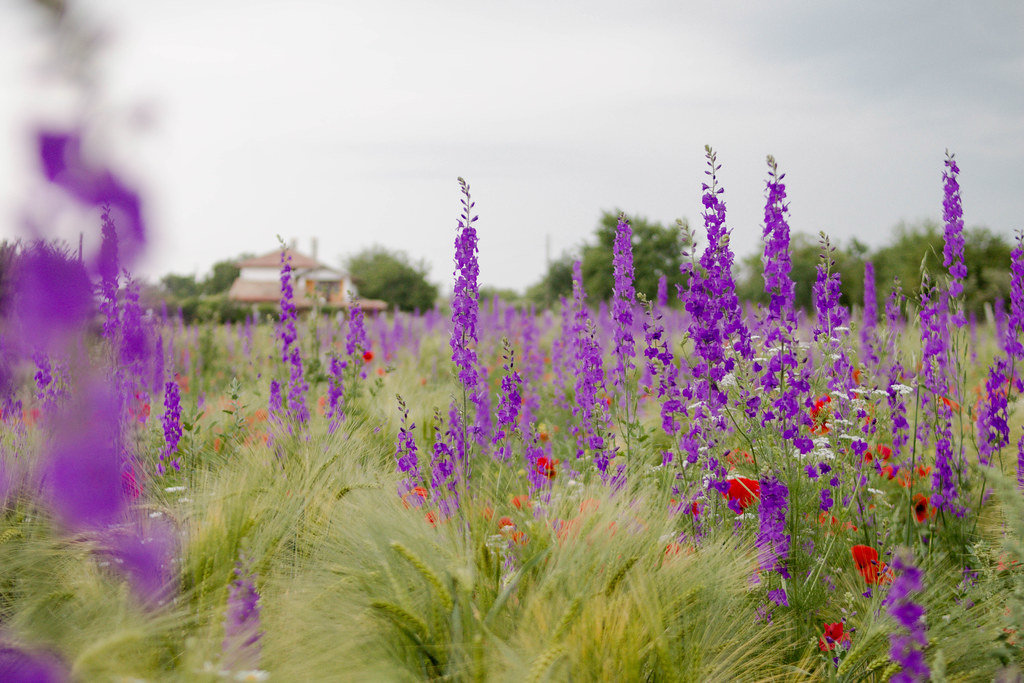 Blumenwiese mit Mohn