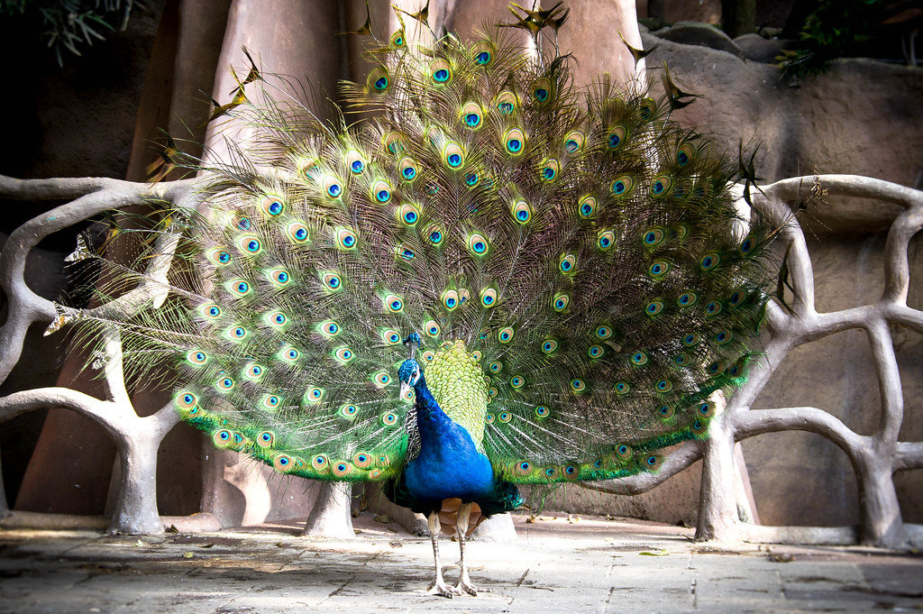 Auf deutssch übersetzen => Peacock dance display