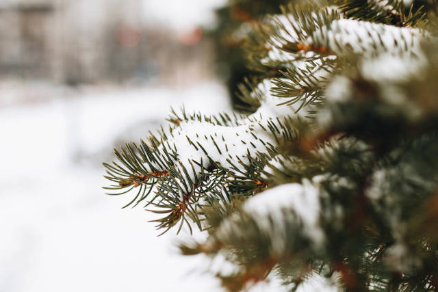 Close up of a pine tree covered with snow. Blurry background.