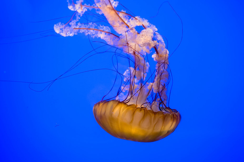 Orange ocean water jellyfish