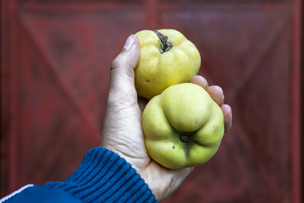 Close up on a Hand Holding Two Quinces