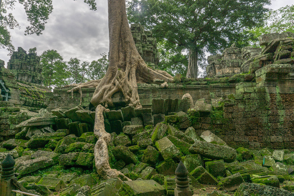 Ta Phrom Temple Ruin in Angkor Thom Complex in Siem Reap