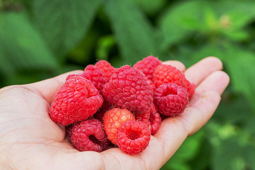 Fresh raspberries in a womans hand