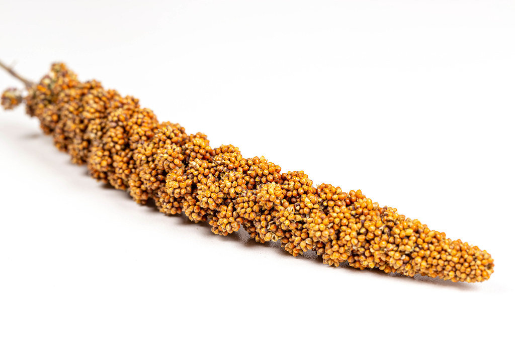 Twig of red millet on a white background