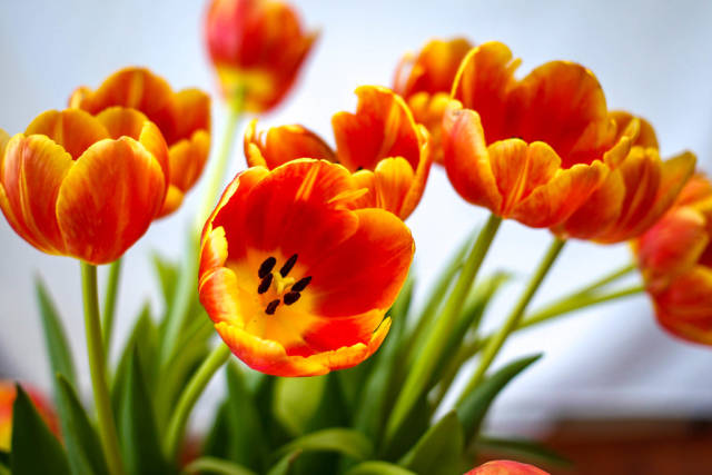 Orangegelbe Tulpen