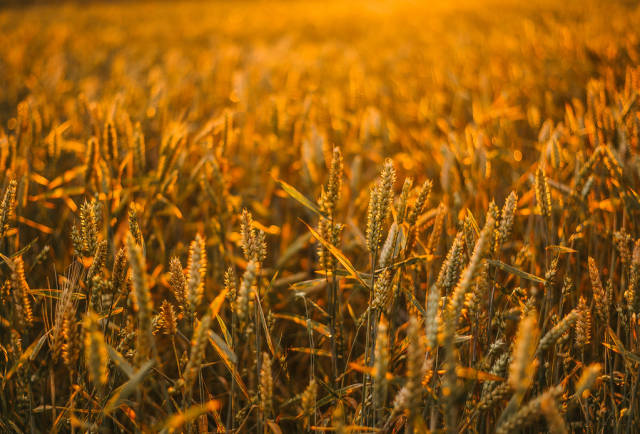 Weizenfeld beim goldenen Licht
