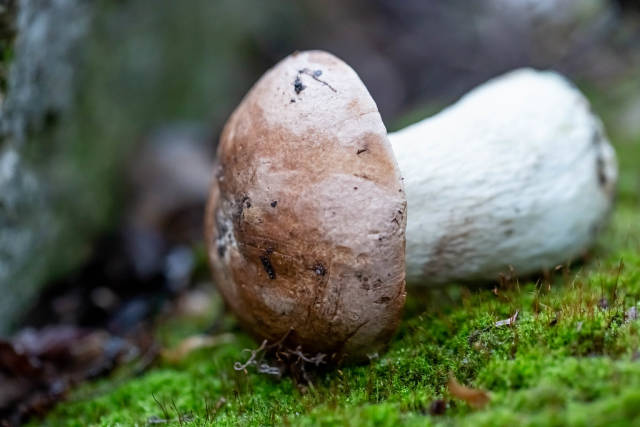 Mushroom on green moss