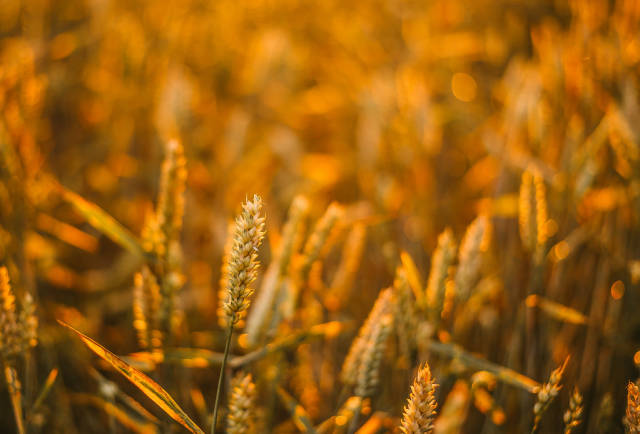 Golen Wheat In Meadow