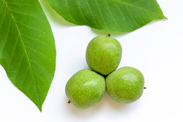 Young green walnut with leaves on white background