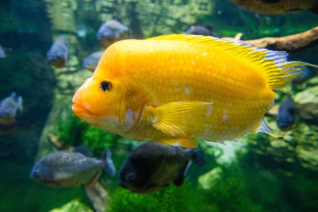Yellow Puffer fish in Tropicarium Budapest