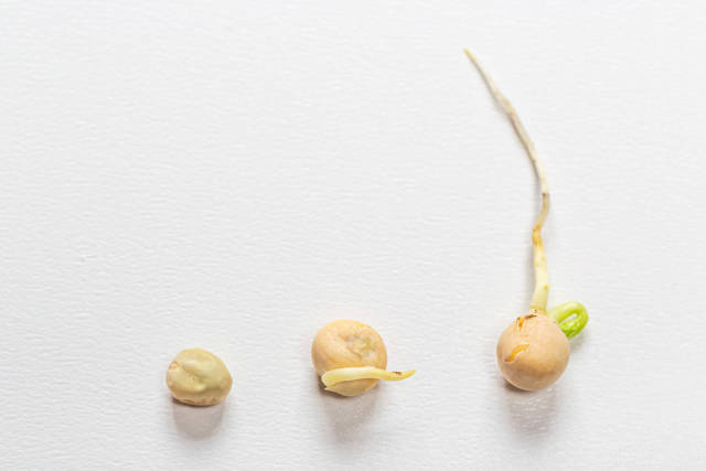 Three pea seeds on a white background. The concept of growth