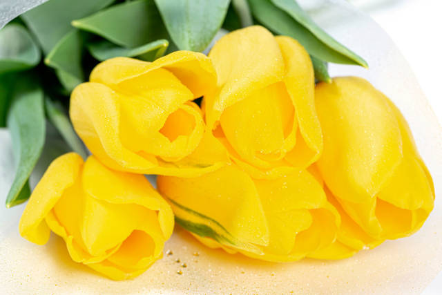 Close- up of yellow tulips with water droplets