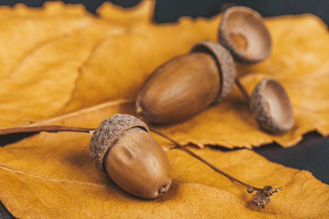 Acorns on dry autumn leaves