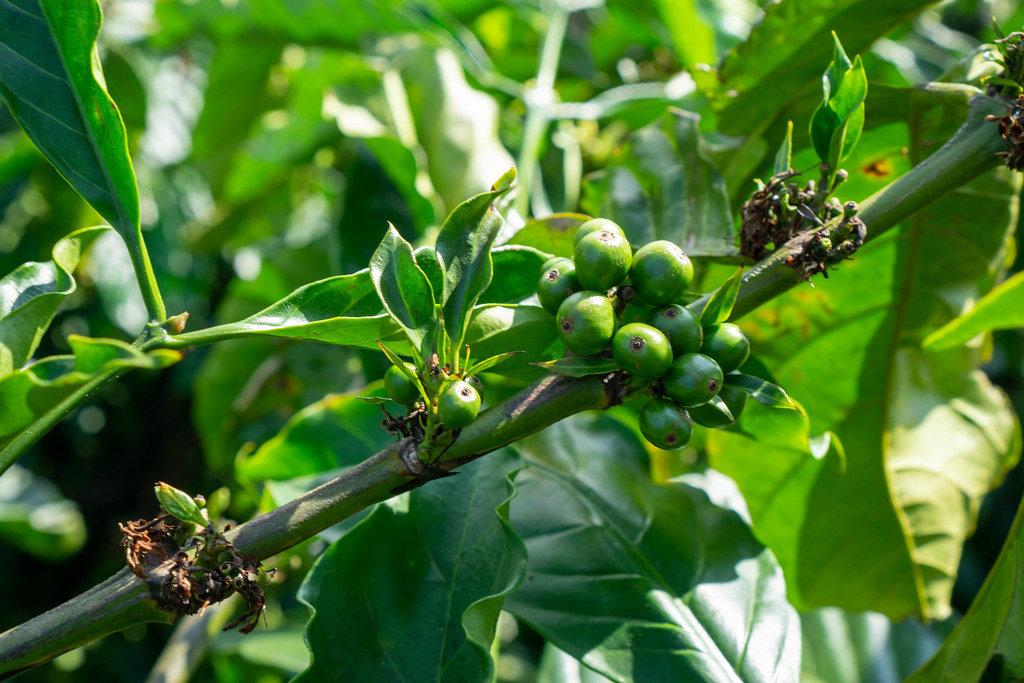 Kaffeebohnen und Blüten an einer Kaffeepflanze in einer Kaffeeplantage in Vietnam Nahafaufnahme