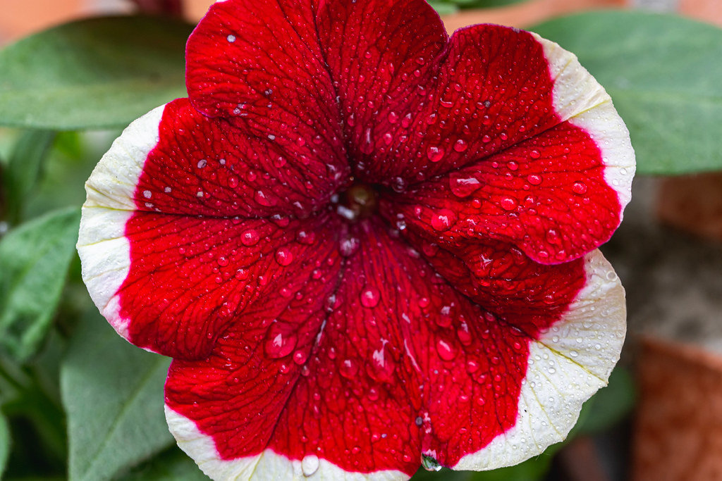 Beautiful flower petunia hybrid red flower with white margin and water drops