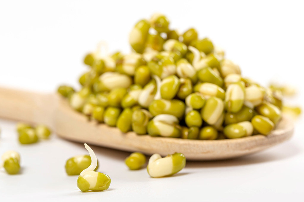 Raw sprouted mung beans on a white background and in a wooden spoon, close up