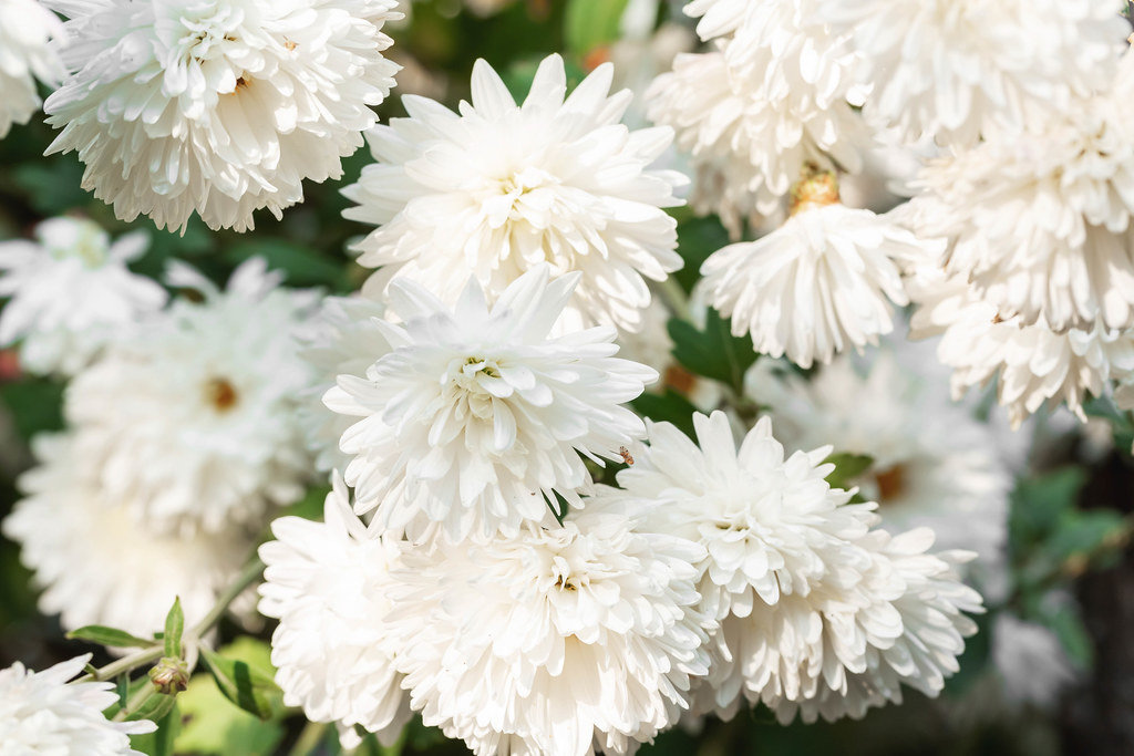 White autumn chrysanthemum flowers background
