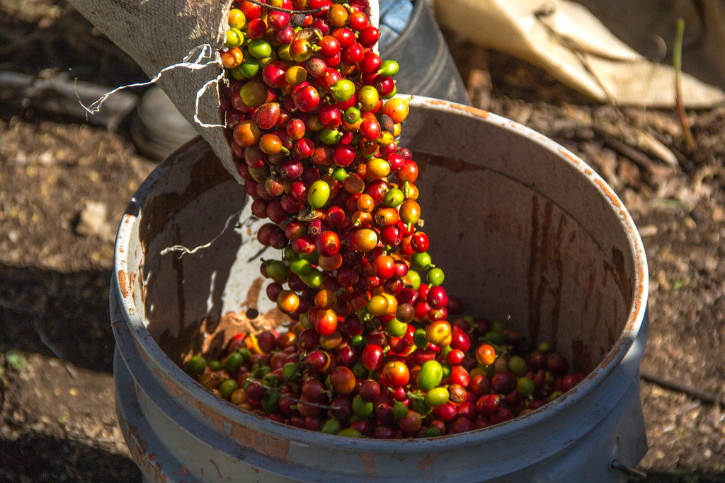 Coffee Beans Falling into a Bucket