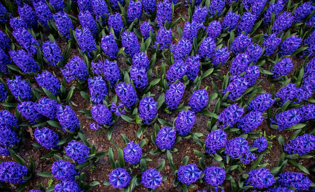 Blue flowers in Keukenhof garden in Amsterdam