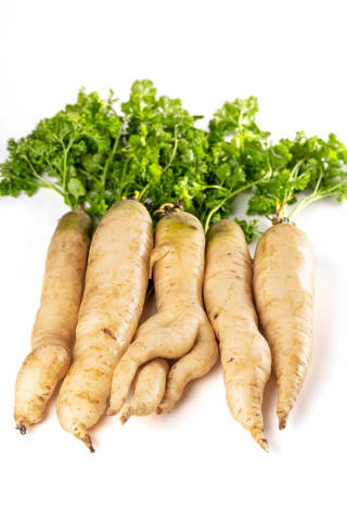 Ripe raw white carrots with green leaves