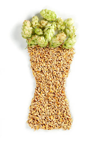 Glass of beer made from grain of barley and hops on white