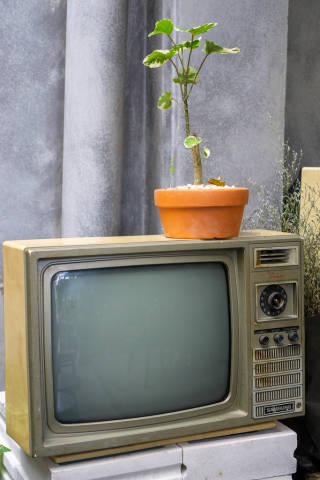 Retro Röhrenfernseher mit Zimmerpflanzen als Dekoration in einem Cafe