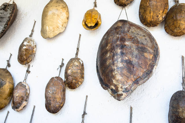 An der Wand aufgehängt Schildkrötenpanzer