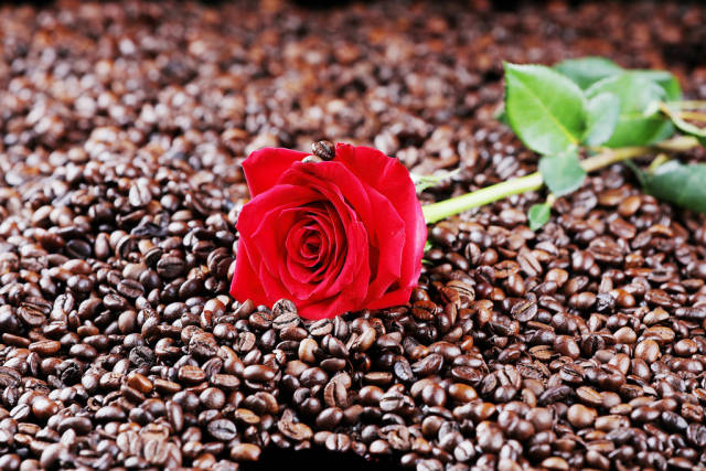 Red rose among coffee beans