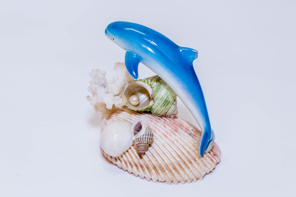 Dolphin with shells and corals
