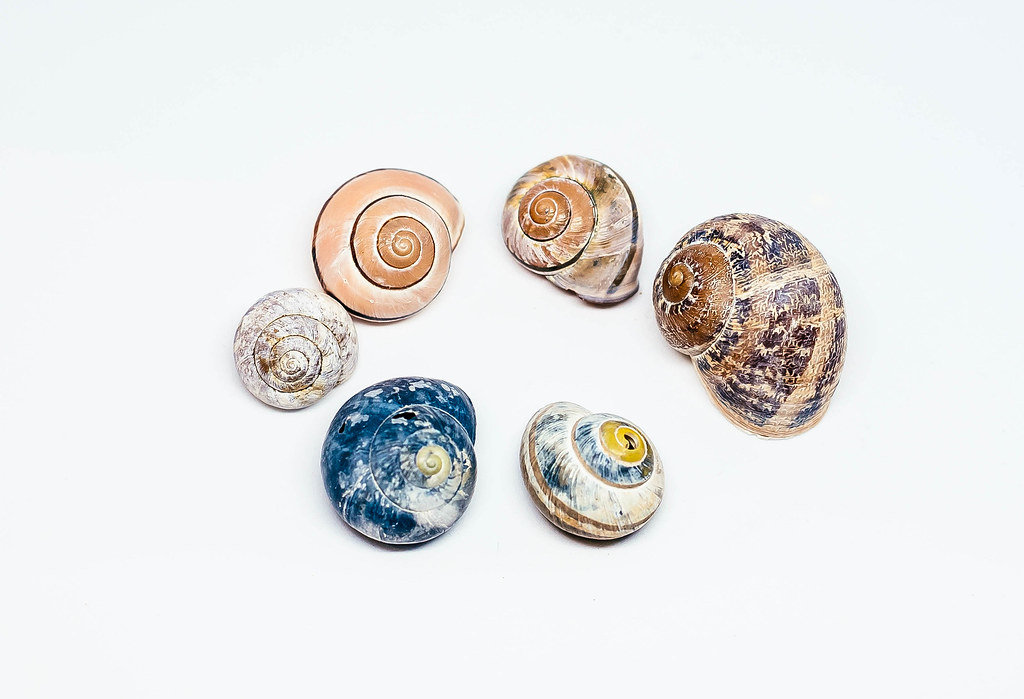 Mehrere bunte Muscheln vor weißem Hintergrund