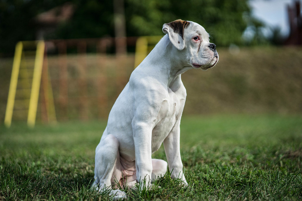 Young White Boxer Dog Sitting in the Field