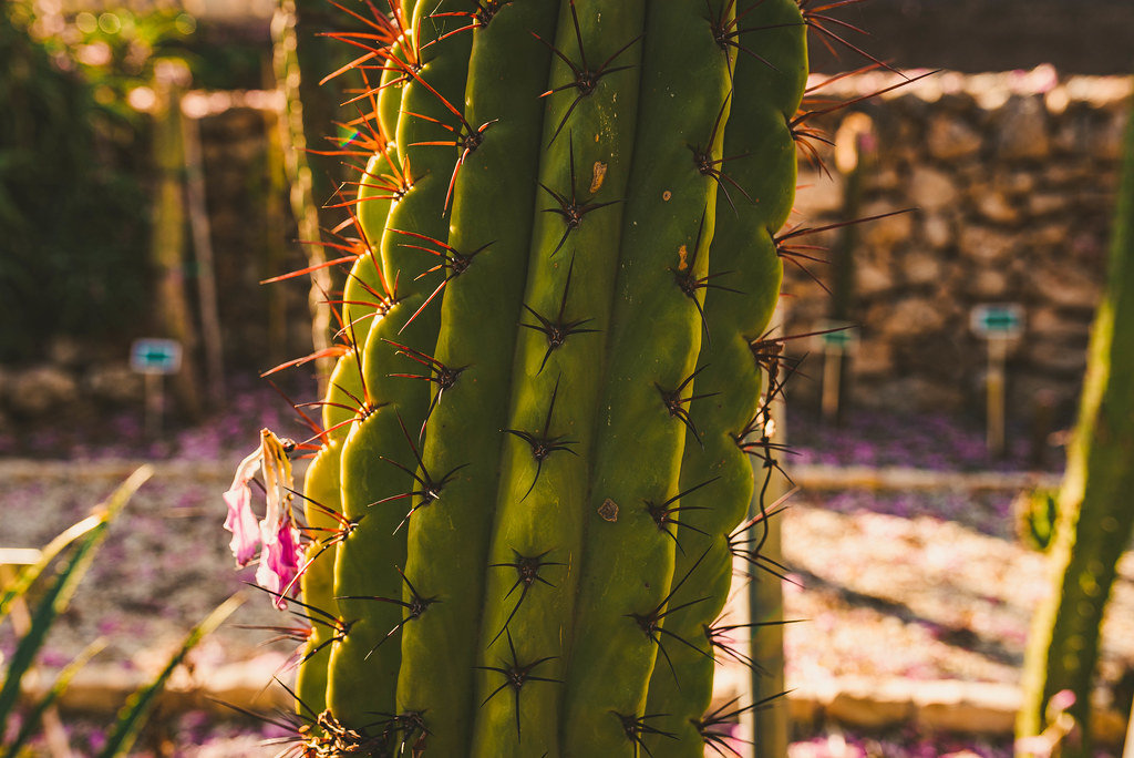 Cactus Needles In Botanical Garden.Abstract, Sharp.