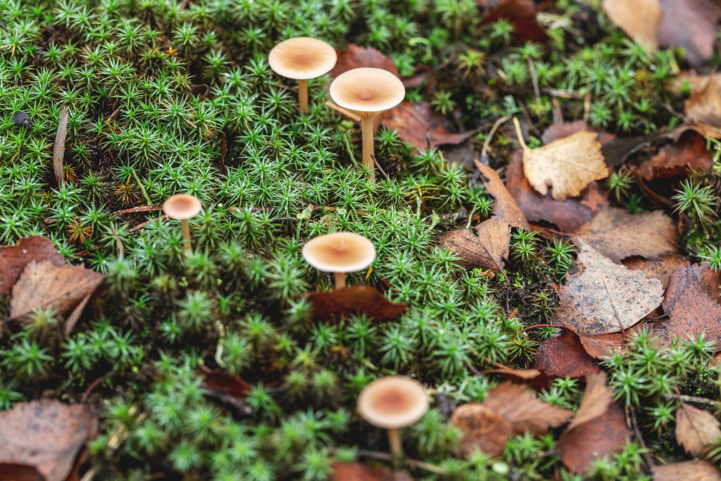 Small forest mushrooms and beautiful green moss