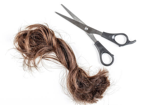 A bundle of cut hair with scissors on a white background. Haircut, change concept