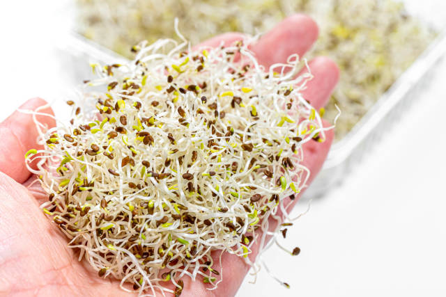 Close-up of a womans hand with a micro-greens alfalfa