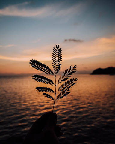 Silhouette of a small plant during sunset