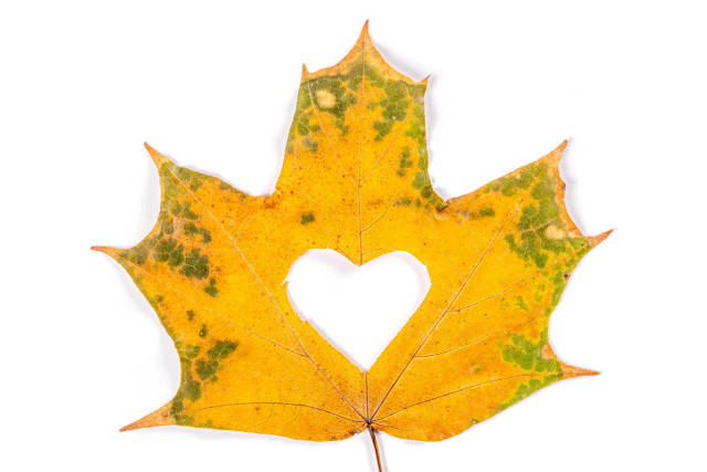 Carved heart on a yellow maple leaf