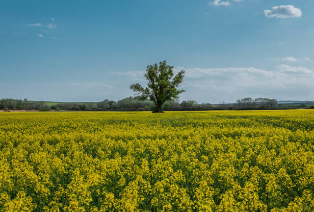Rapeseed yellow field and blooming tree