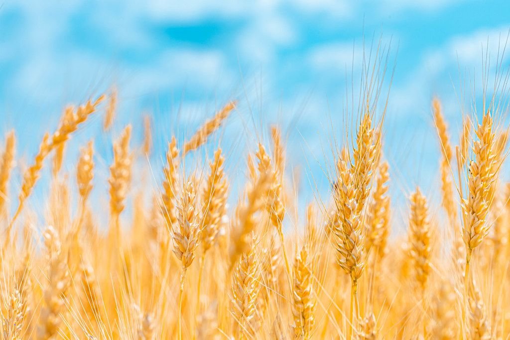 Golden ears of wheat on blue sky background (Flip 2019)