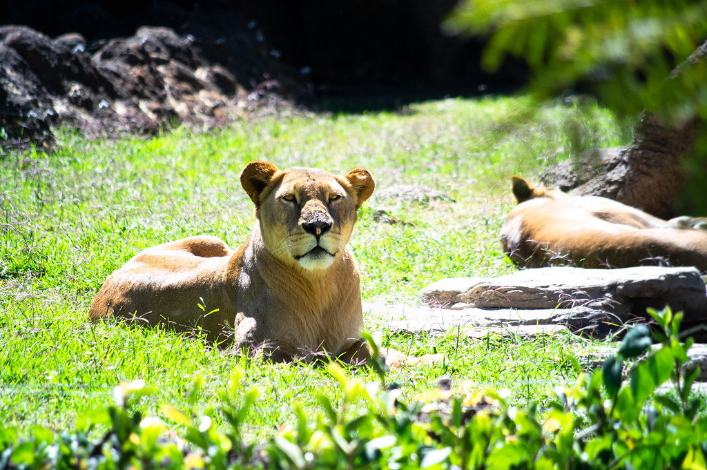 Wachsame Löwin im Zoo