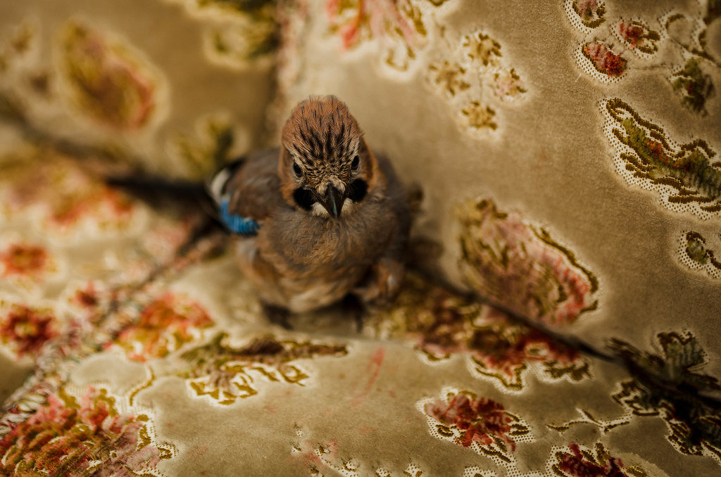 Eurasian Jay Baby Bird In The Sofa