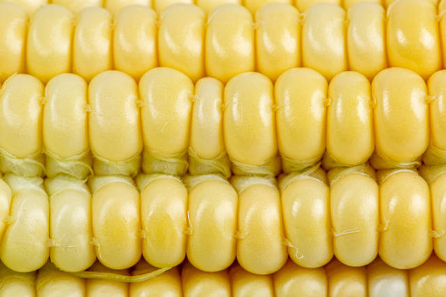 Close-up, young grains of sweet corn