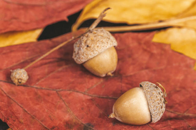 Autumn background with dry leaves and acorns
