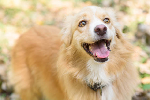 Portrait of happy cur dog