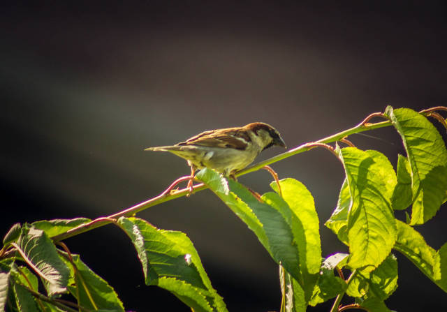 View of sparrow sitting on tree branch
