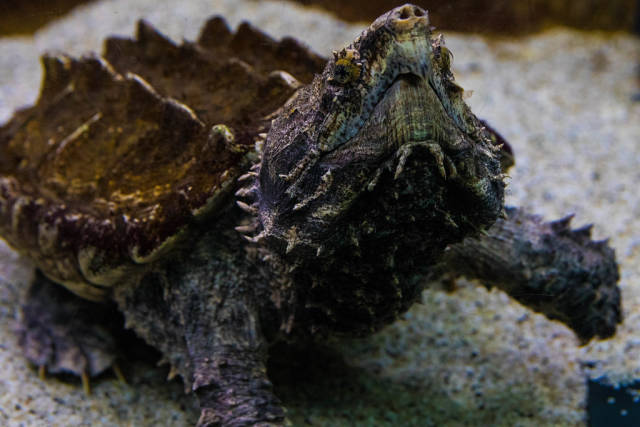 Alligator snapping turtle in Tropicarium Budapest