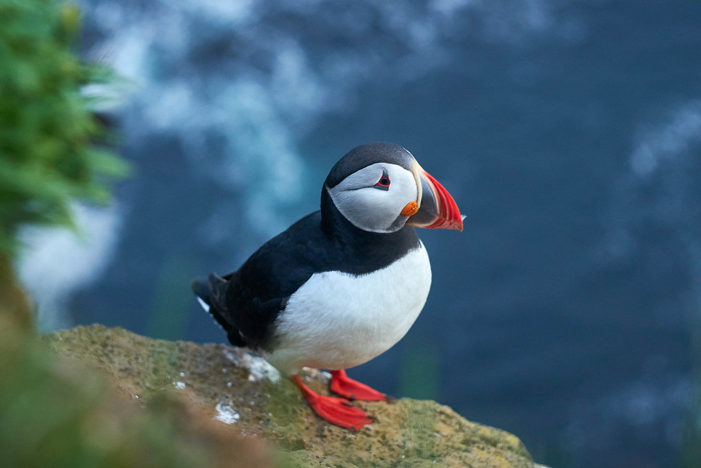 Puffin bird close-up / Puffin Vogel Nahaufnahme