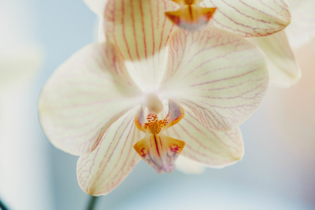 Close Up Of White Orchid On White Background